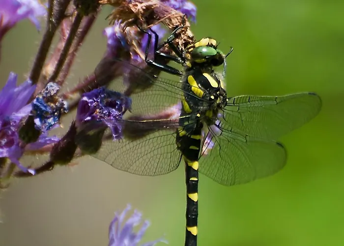 Parkvilla Vital 酒店 4*